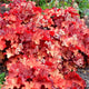 City™ Rio Coral Bells