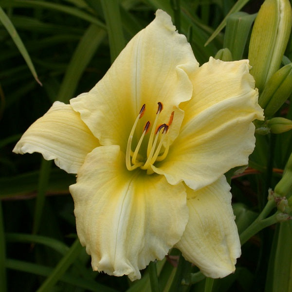 Yellow Champion Daylily
