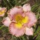 Gelato Daylily