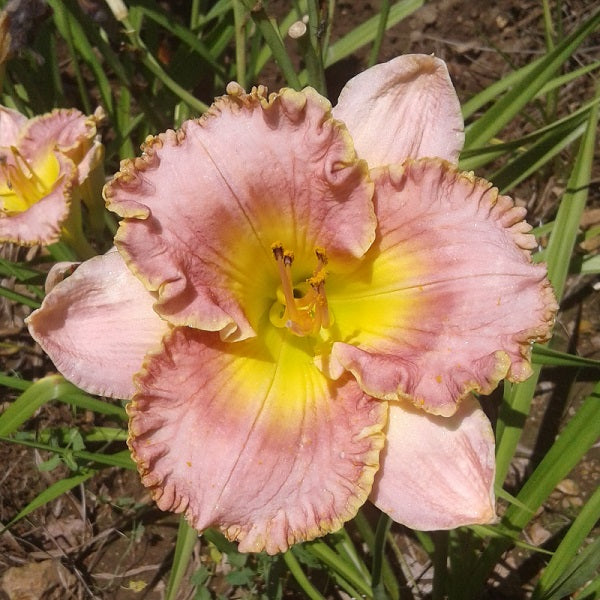 Gelato Daylily