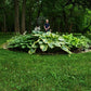 50 Mixed Hosta