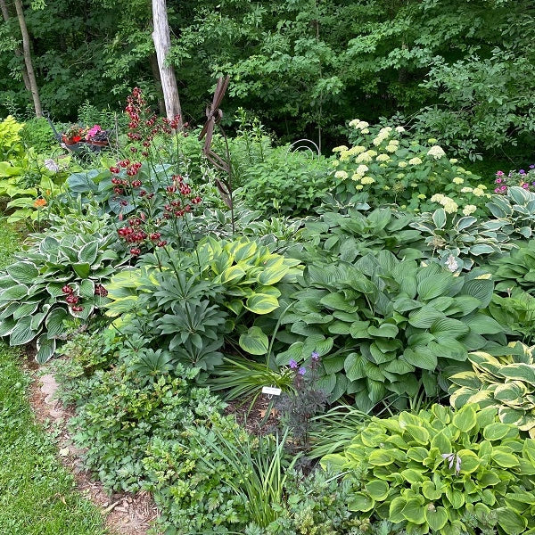 50 Mixed Hosta