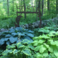 50 Mixed Hosta