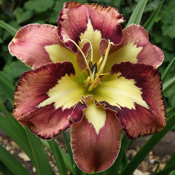 Spacecoast Behavior Pattern Daylily