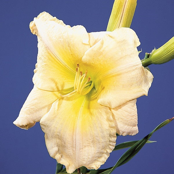 Whoopsie Daisy Daylily - Hertiage Collection