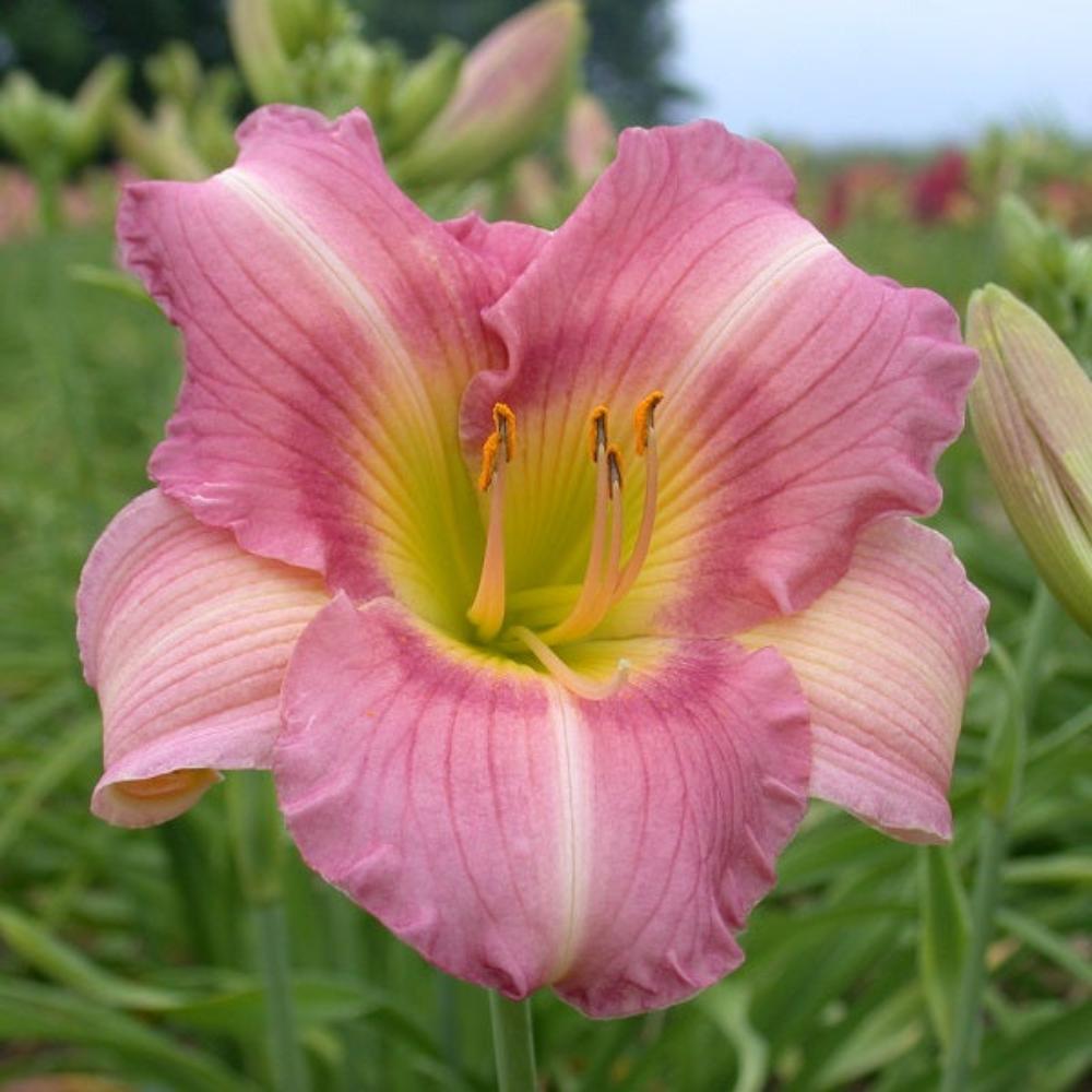 Made in Heaven Daylily - Heritage Collection