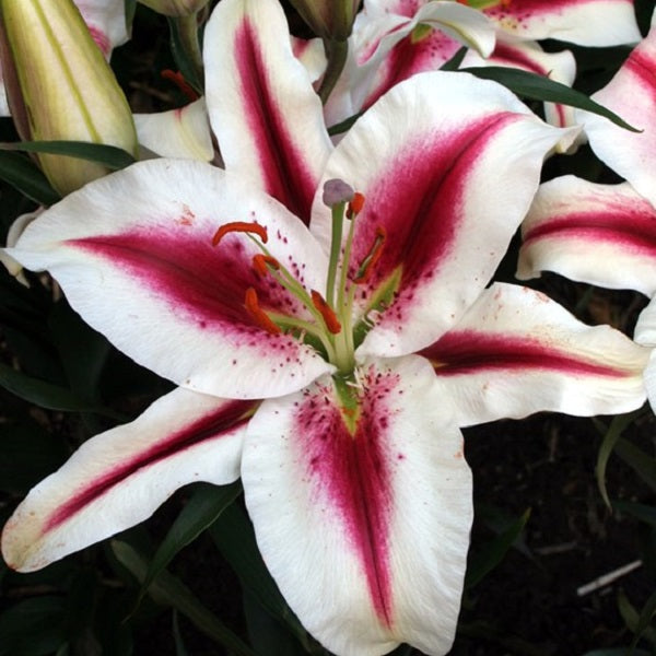 Hachi Oriental Lily (2/bag)