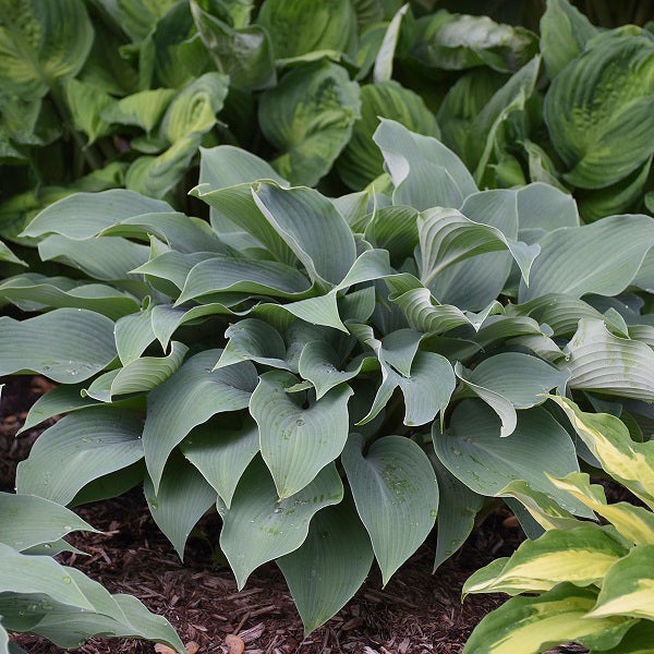 Halcyon Hosta