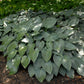 Halcyon Hosta