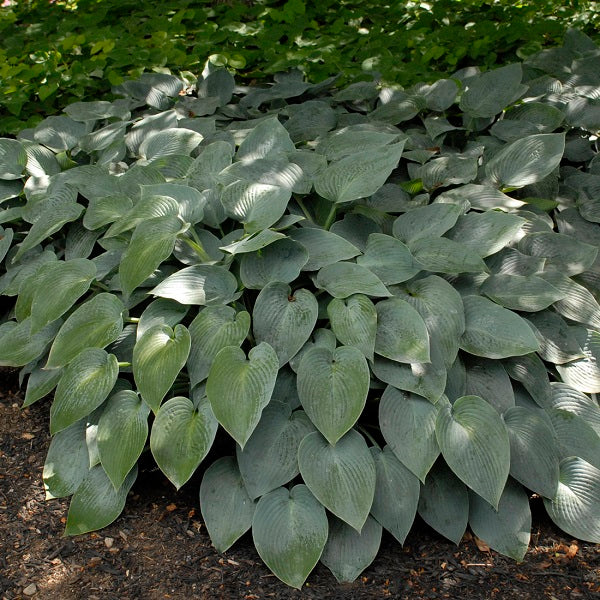 Halcyon Hosta