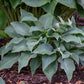 Halcyon Hosta