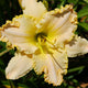 Happy Anniversary - Daylily