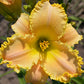 Happy Beacons Daylily