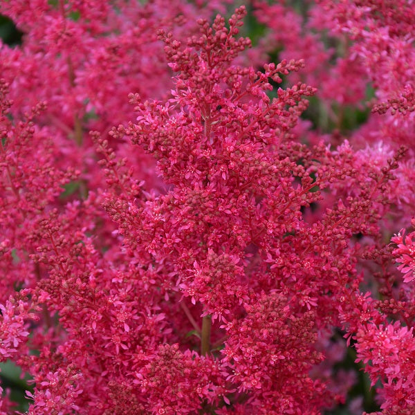 Hardy Astilbe