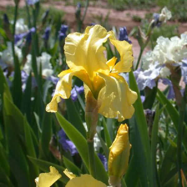 Harvest of Memories Iris