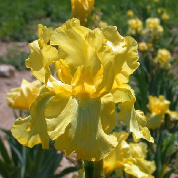 Harvest of Memories Iris