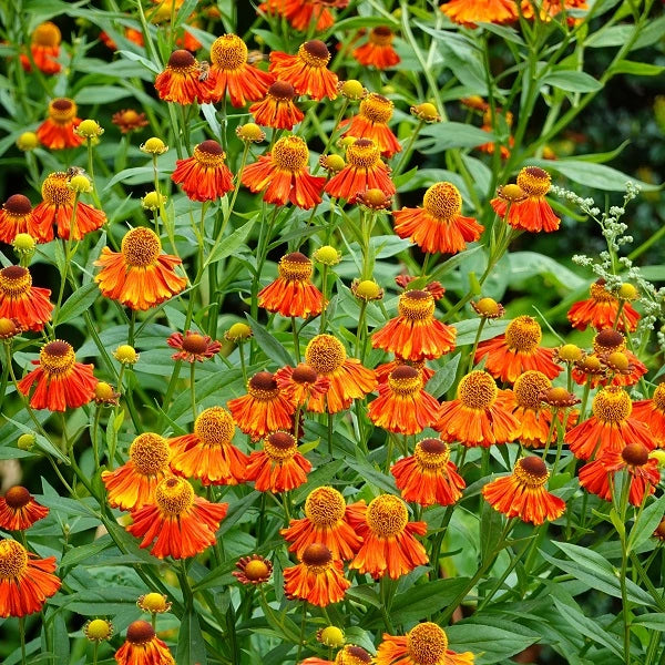 HayDay Orange Helenium