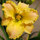 Heavenly Stardust Daylily