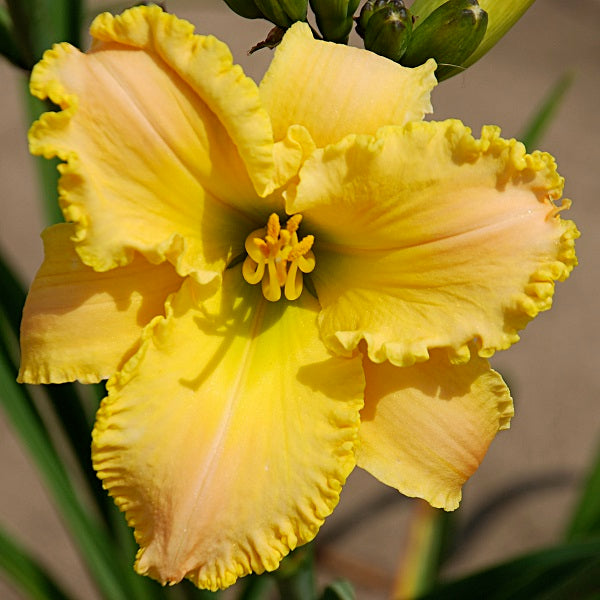 Heavenly Stardust Daylily