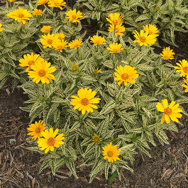 Sunstruck False Sunflower