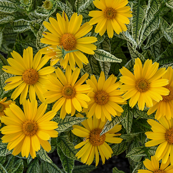 Sunstruck False Sunflower