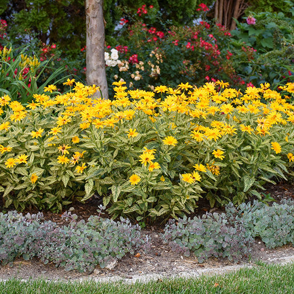 Sunstruck False Sunflower