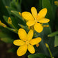 Hello Yellow Blackberry Lily