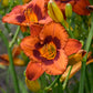 Mighty Chestnut - Daylily