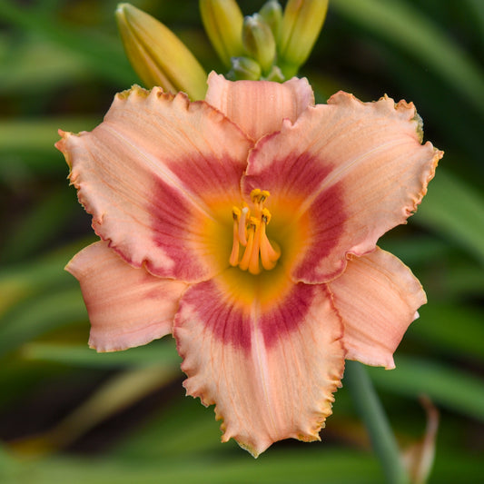 Strawberry Candy Daylily