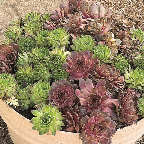 difference between hens and chicks and succulents Hen and Chicks Succulent Mix (Bag of 5)