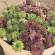 Hen and Chicks Mix (bag of 5)