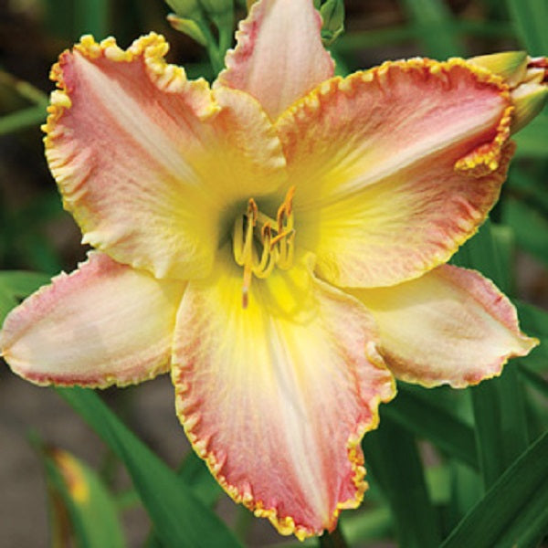 Here She Comes - Daylily