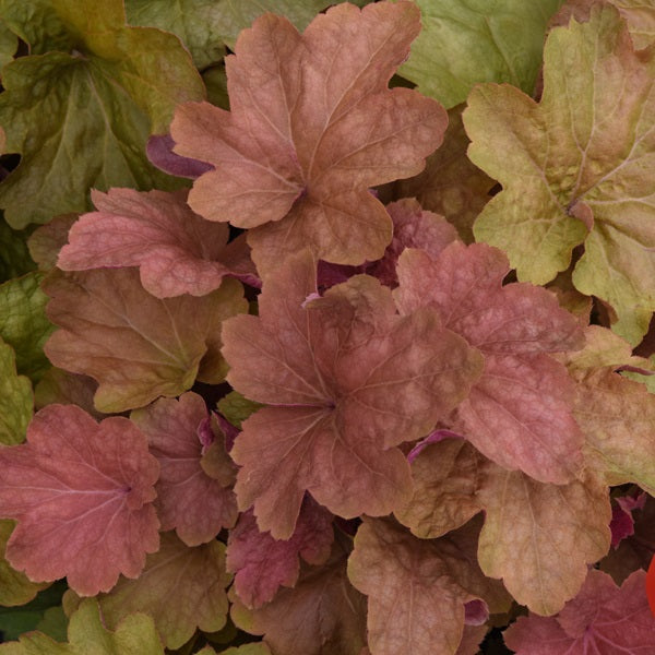 Big Top Caramel Apple Coral Bells