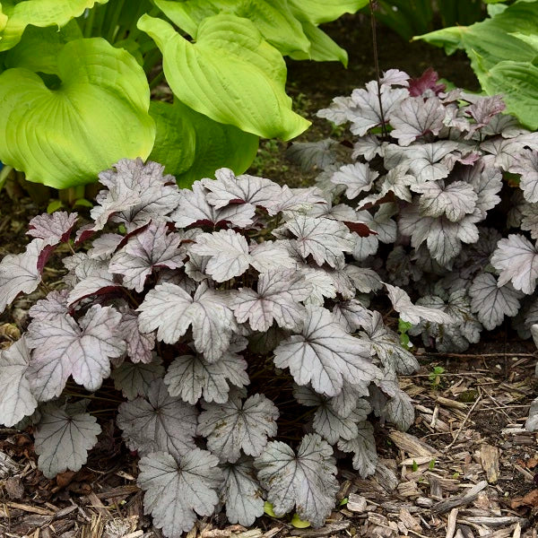 Smoke and Mirrors Coral Bells