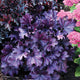 Forever® Purple Coral Bells