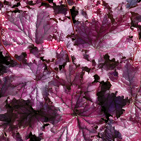 Forever® Purple Coral Bells