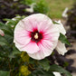 Angel Eyes Hibiscus