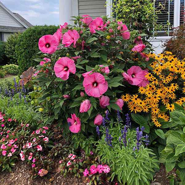 Candy Crush Hibiscus