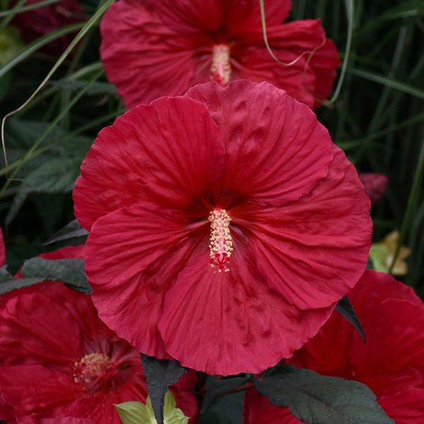 Mars Madness Hibiscus