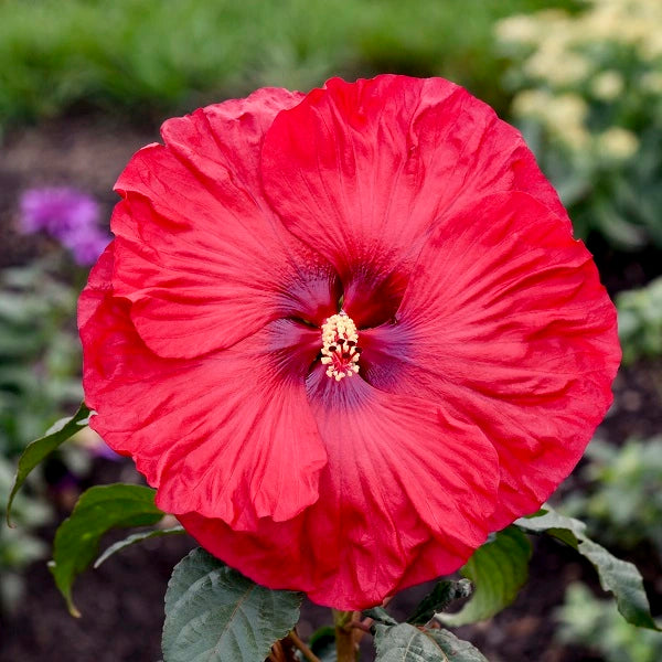 Valentine's Crush Hibiscus