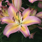 Oriental Lily Collection