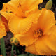 Hold That Tiger - Daylily