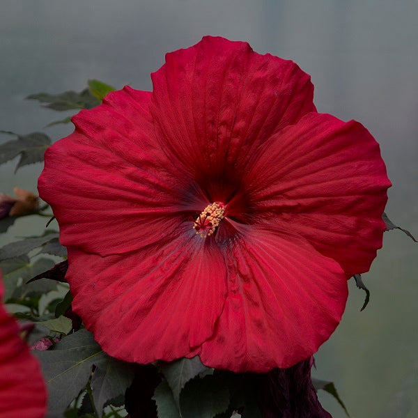 Holy Grail Hibiscus