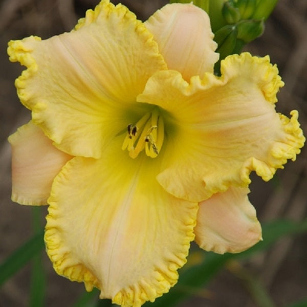 Honey Bouquet Daylily