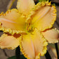 Hopelessly Beautiful Daylily