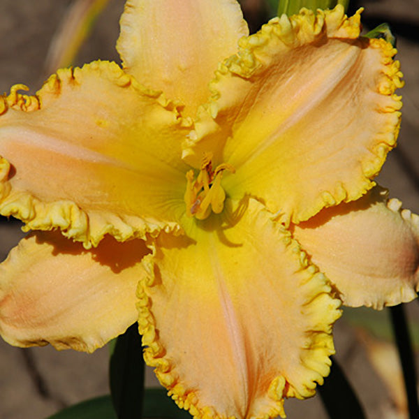 Hopelessly Beautiful Daylily