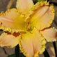 Daylily Field Clearance Bundle #1