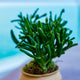 Horntree Jade