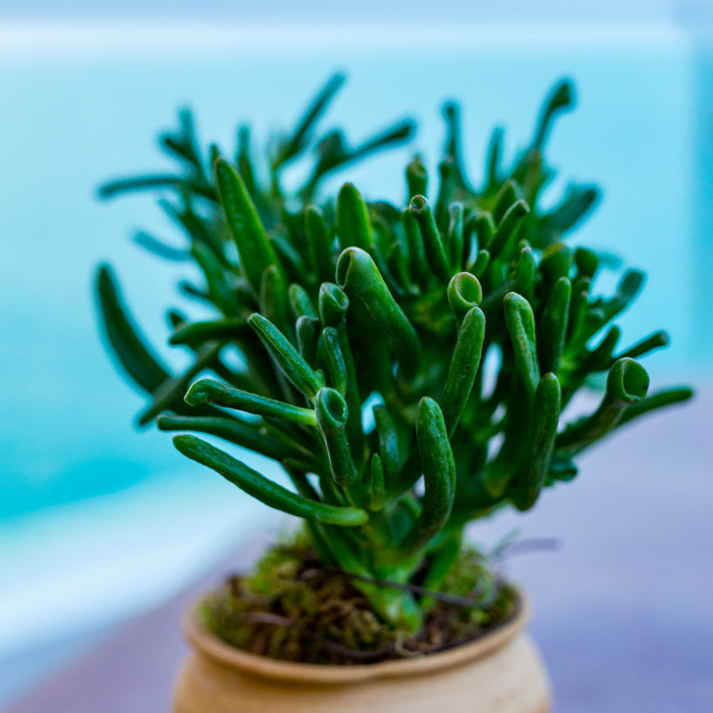 Horntree Jade