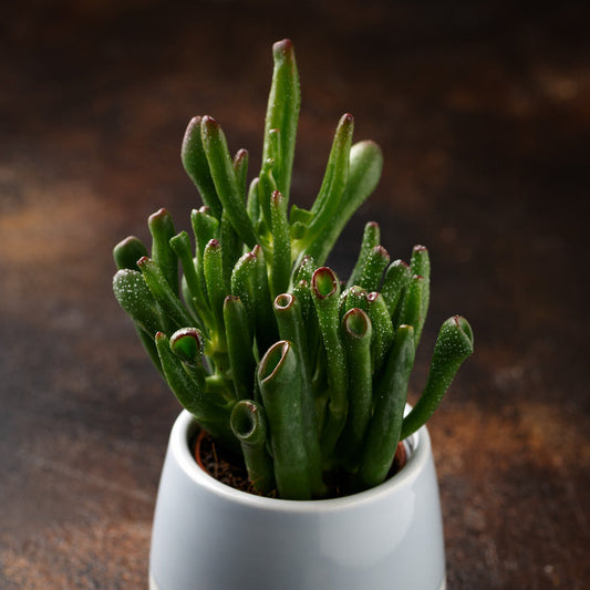 Horntree Jade